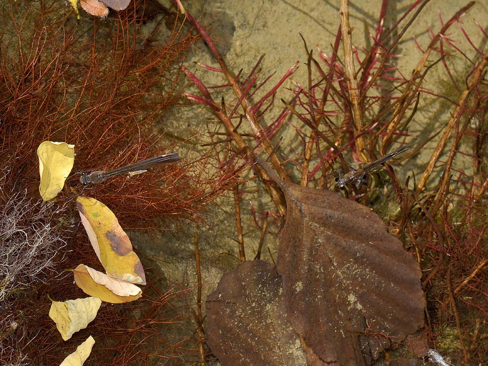Calopteryx haemorrhoidalis? deposizione in apnea